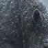 Why Scientists Don T Want To Bring Woolly Rhino Back