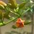 Beautiful Flowers Photographylovers Love Beautiful Flowersmusic Youtubeshortsviralsong
