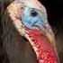 Turkey Trio Battle For A Mate The Mating Game BBC