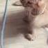 Cute Little Kittens Playing Cat Kitten Cute Catplaying Catshorts Catlovers Kittens Play