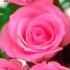 Happy Birthday To You Кадышева