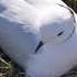 Ross S Gull Pink Seagull Pink Gull On The Nest 2022 Розовая чайка на гнезде 2022