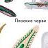 Биология 8 класс Питание и пищеварительная система