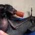 Emotional Baby Bat Enters A Woman S Home And Becomes Her Best Friend Nature Animals