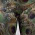 Onzie Long Legging In Peacock Green