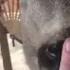 Woman Giving This Cute Deer A Nose Boop