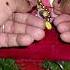 Hare Krishna Krishna Krishna Hare Hare Radhe Radhe Vrindavan Dham