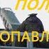 Выстрел пушки в полдень в Петропавловской крепости Санкт Петербурга