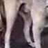 Kangal