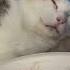 Calico Lady Joins Indoor Life