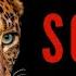 LEOPARD SOUND EFFECTS Leopard Sounds Maktub Ytv