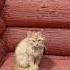 Стой не уходи Shortvideo Cat котики подпишись