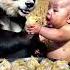 The Red Panda And The Baby Are Fighting Over The Dumplings They Taste So Delicious And So Cute R