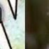 Neend Churai Meri Anumalik Copied Tune From Western Album Song