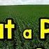 What A Plant Needs To Stay Alive Springtime Song Science Song For Kids Jack Hartmann