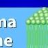 The Plasma Membrane And The Fluid Mosaic Model
