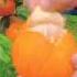OMG So Juicy 橘子熟了 Fruit Relax Usa Asmr