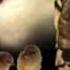 Are You Worshiping Nimrod Tammuz And Ishtar
