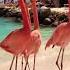 Flamingos Dance Like They Re In A Talent Show