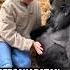 Mengejutkan Kedekatan Tak Terduga Persahabatan Antara Wanita Dan Gorilla