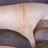 How Mushrooms Are Farmed