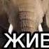 мир животных Джавид