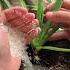 How To Grow Aloe Vera Soil Mix Recipe