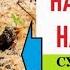 Кошачий наполнитель на грядках заметно улучшит урожай