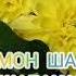 Тухмат ба Бобои Хочи Мирзо