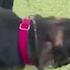 Stray Dog Who Fended Off Coyote Pack Adopted