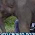 Музыкальные слоны танцуют под пианино в джунглях