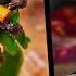 Hot Pot From Hell The Bizarre Diet Of Vietnam S Black Thai People TRIBAL VIETNAM EP4