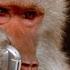 What Happens When Monkey Babies Get Kidnapped