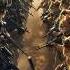 An Army Cat And Its Secret Mission Ai Aicat Cat Army Story Storytelling Shorts