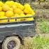 Use 3 Wheeled Vehicle Harvesting Many Grapefruit Goes To Countryside Market Sell Daily Life