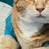 A Look Back At The Life Of Bento The Keyboard Cat