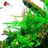 How To Make An Easy Yet Beautiful Nano Aquarium