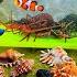 Looking For Colorful Ornamental Fish Nemo Fish Puffer Fish Sea Cucumbers Sharks Crab Hermit