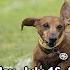 2023 Wiener Dog Races
