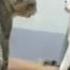 Cat War