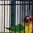 Masteran Lovebird Betina Memancing Birahi Ke Bunyi