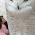 GIANT White Owl Meets Curious Child