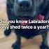 Moms Complaining About Fur Even Though Labradors Only Shed Twice A Year