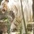 White Tiger Shortsviral Shorts Youtubeshorts Movie Music Tamil Vikram