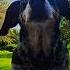 JoJo Wiggle Wiggle Dogshorts Doggielife Trend Trending Viralshorts Viral