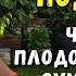 МОЯ СЕКРЕТНАЯ ПОДКОРМКА ЧТОБ ОГУРЦЫ Плодоносили как Сумасшедшие Привели в Порядок Пруд Galabum