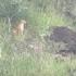 Residents Try To Catch Glimpse Of Mystery Animal At UH Manoa