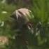 Chinese Mexican Crime Rings Taking Over Marijuana Trade NewsNation Prime