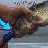 Smart Bait That Brings Dead Fish To Life