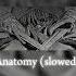 Phonk Anatomy Slowed